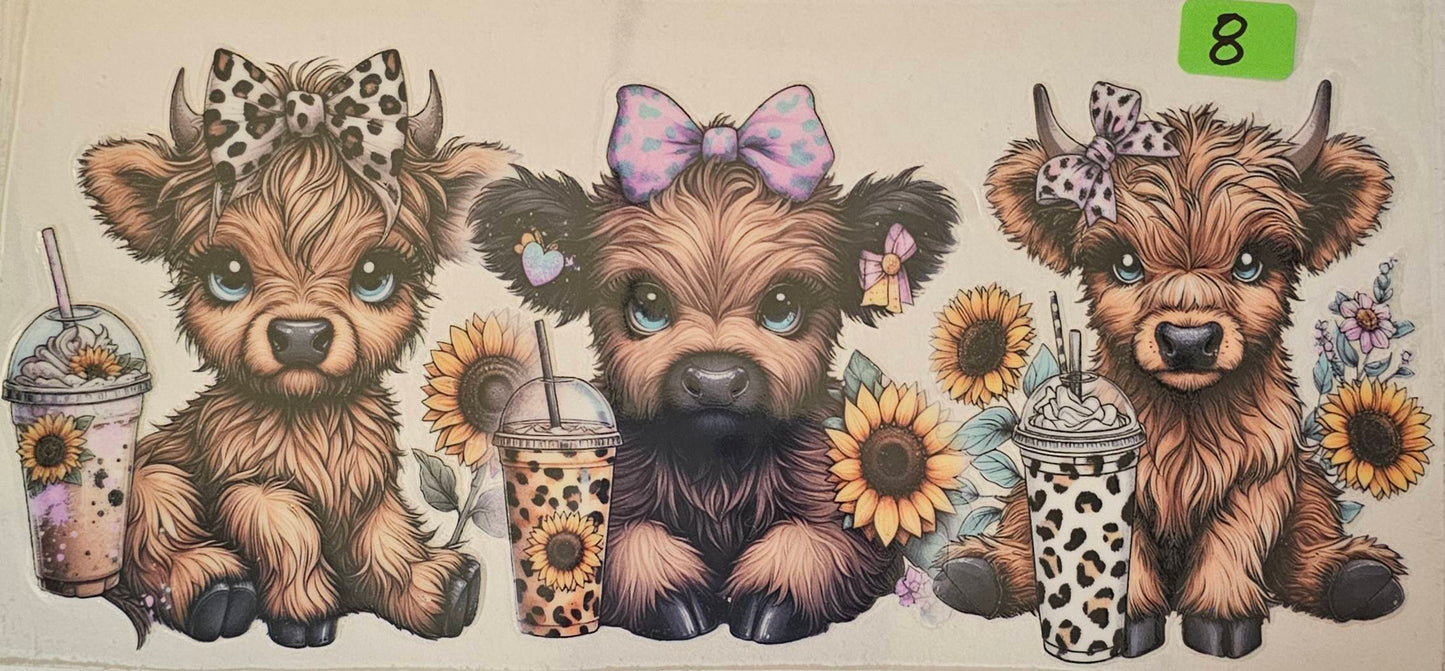 Girl highland cows with iced coffee drinks