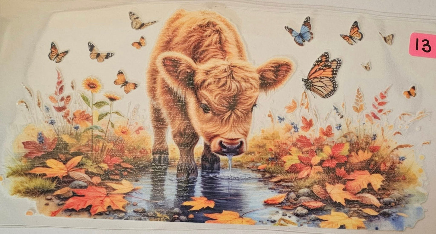 Highland cow drinking out of a puddle