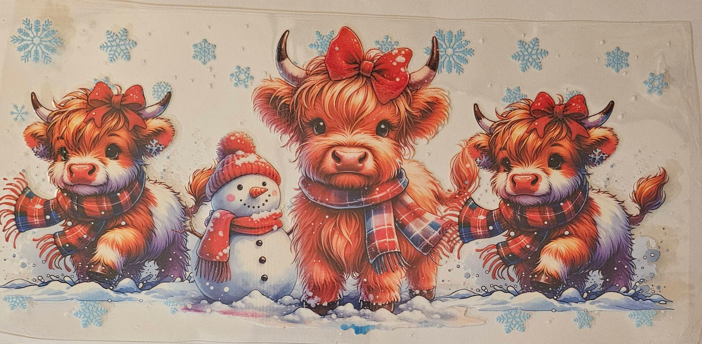 Highland cows playing in the snow
