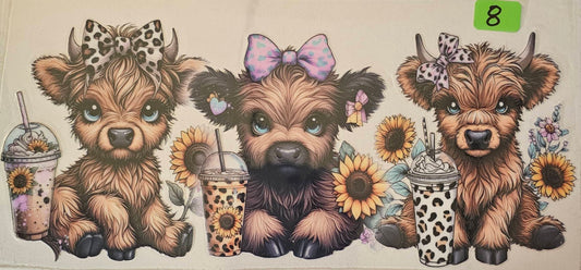 Girl highland cows with iced coffee drinks