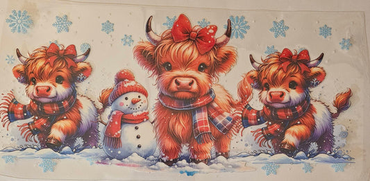 Highland cows playing in the snow